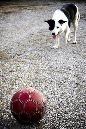 Sibirisk pige opdraget af hunde Sibirisk pige opdraget af hunde