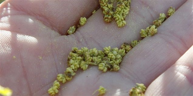 Se: Sådan overlever du pollenangreb